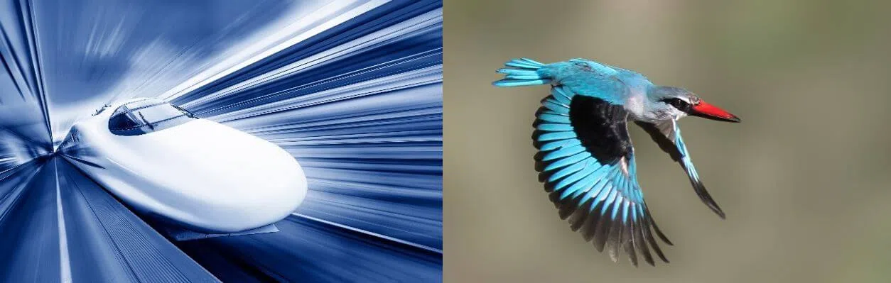 Biomimicry Train and Kingfisher